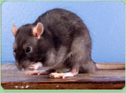 rat control Norbiton